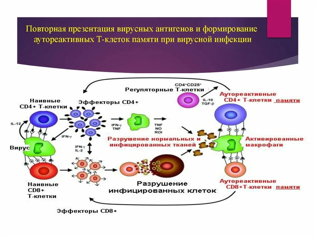 Т клетки памяти. Эффекторные клетки памяти. Аутореактивные т-клетки. Презентация антигена при вирусных инфекциях. Иммунный ответ при инфекциях