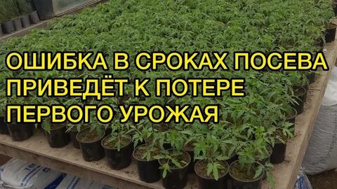Точные сроки посева семян томатов на рассаду. Советы для новичков. - YouTube