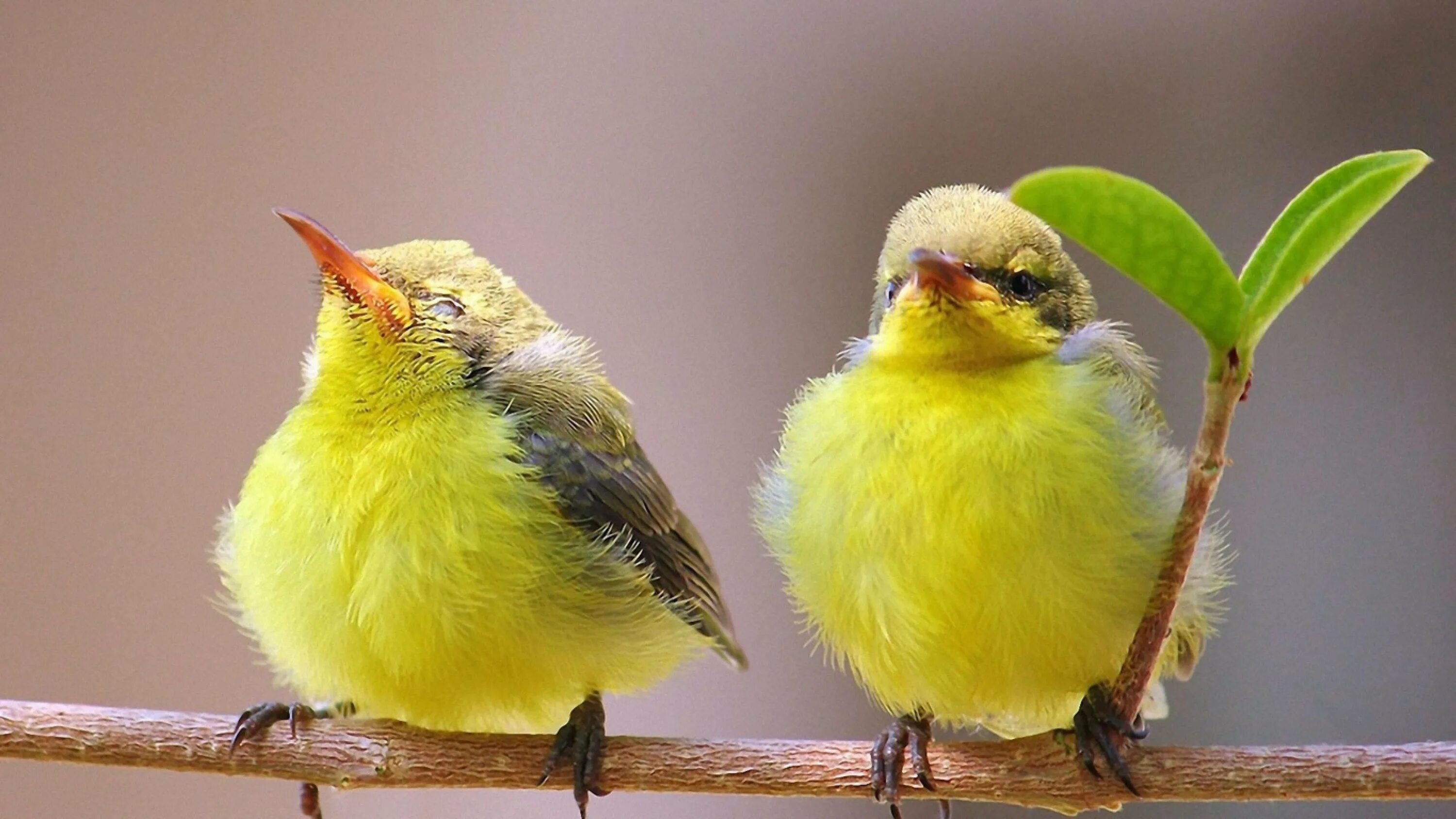 Канарейка зеленая. Яркие птички. Желтая птица. Птица на ветке.