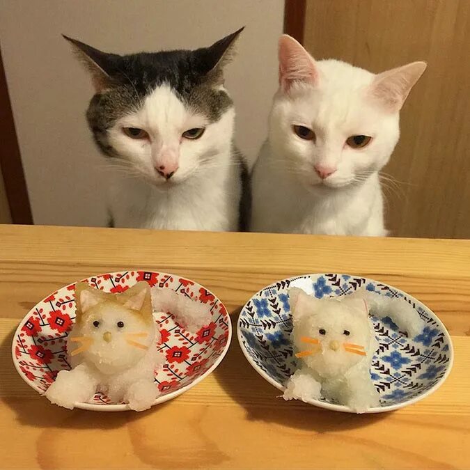 Больше нравится кот. Кошки за едой. котик с едой. веселые кошки. милые коты.