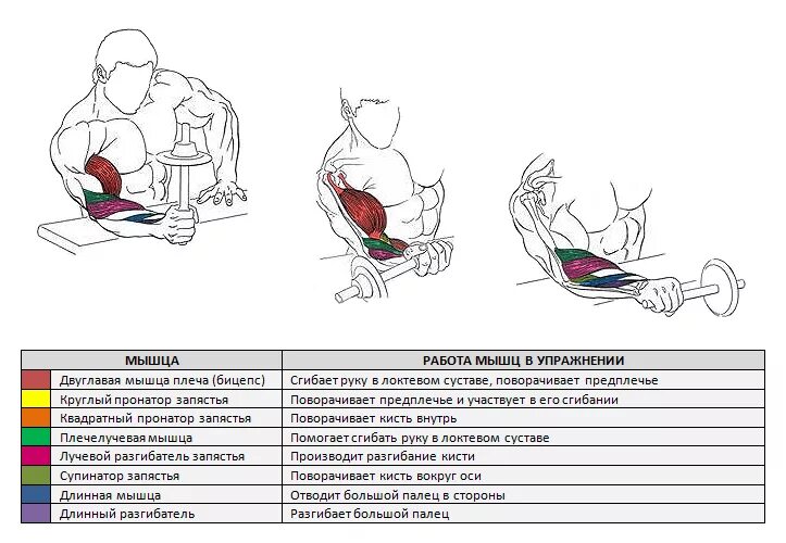 Упражнения на развитие мышц предплечья. Упражнения для внешней мышцы предплечья. Упражнения с гантелями на предплечья и кисти. Схема прокачки бицепса гантелями. Я использую мускулы для доминирования