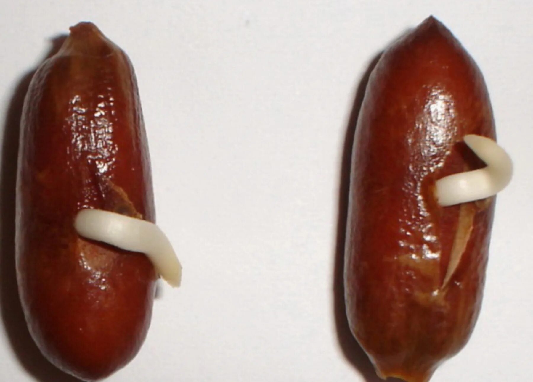 финики "мабрум" siafa. финиковая пальма (финик пальчатый). фиников условия.