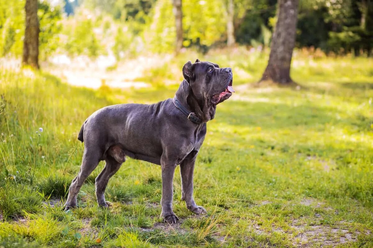 Типы кане корсо. Cane corsos. кане-корсо породы собак. кане корсо собака. кане корсо итальяно.
