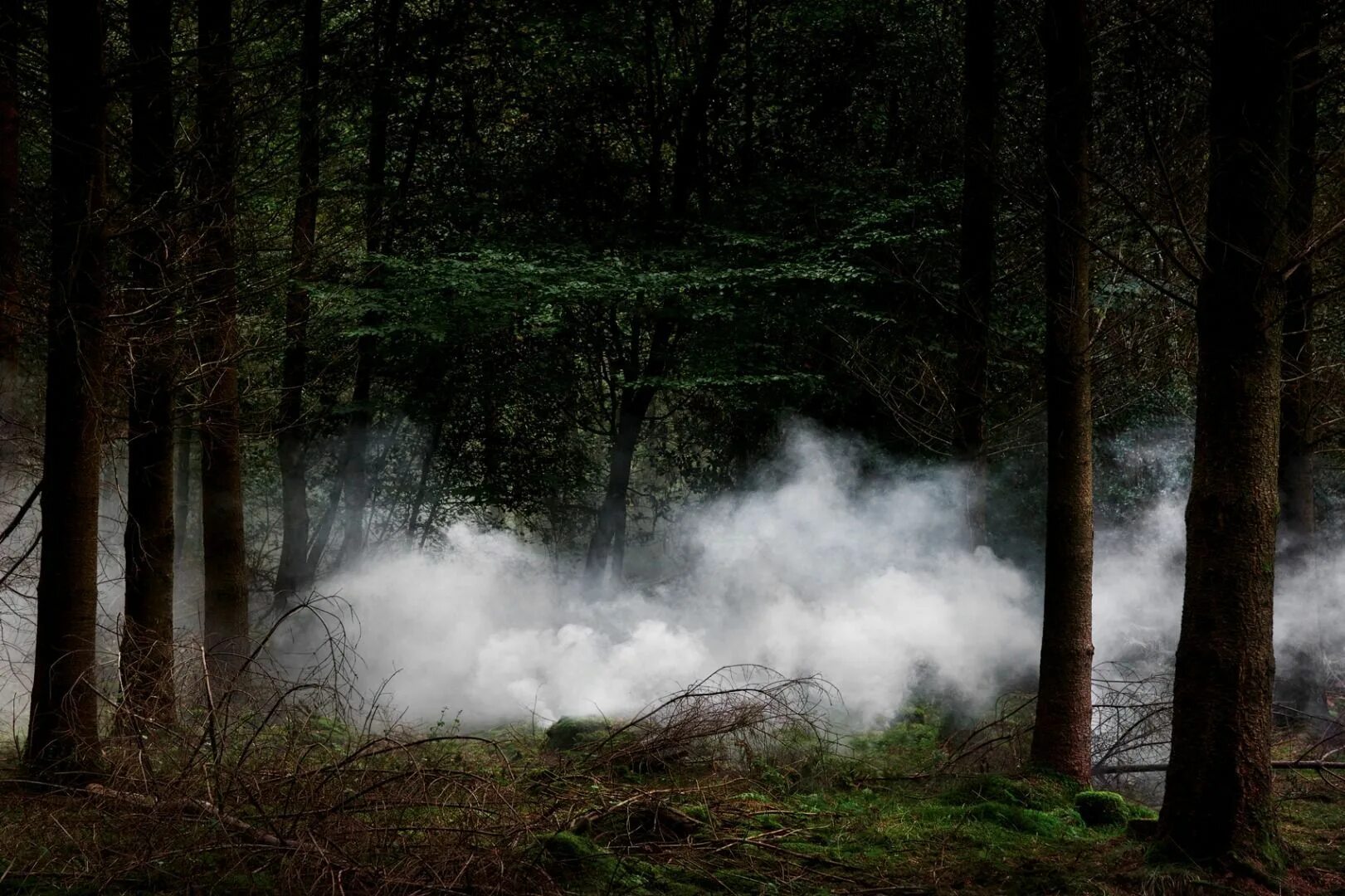 Between the trees