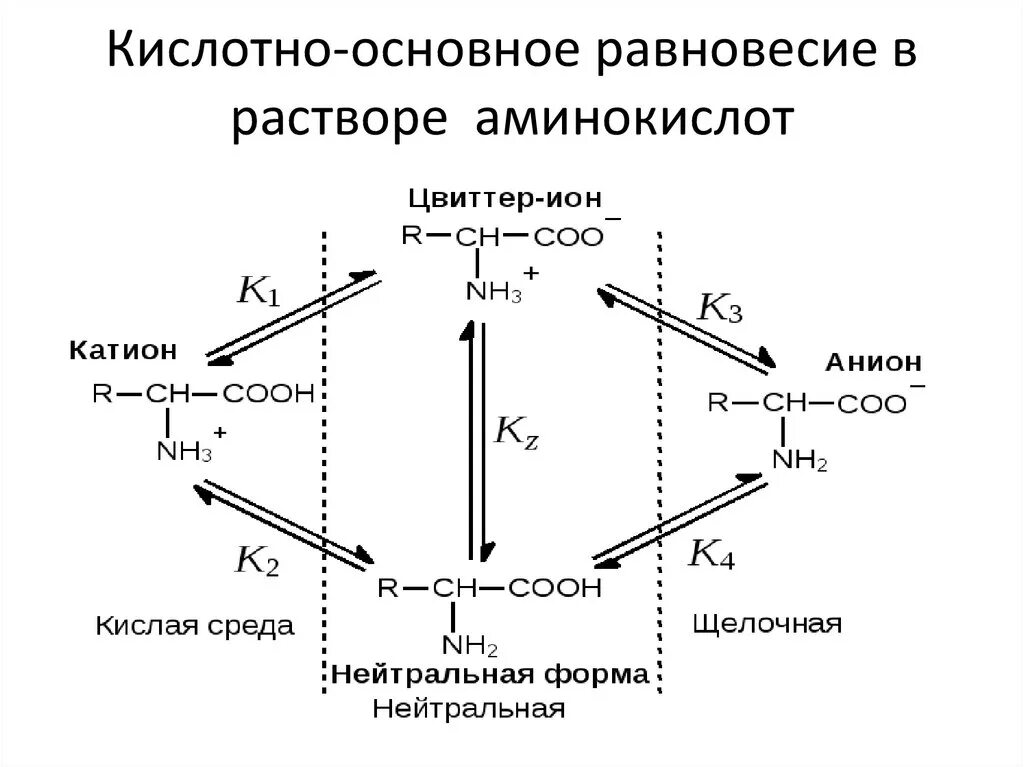 Кислотно основные аминокислоты