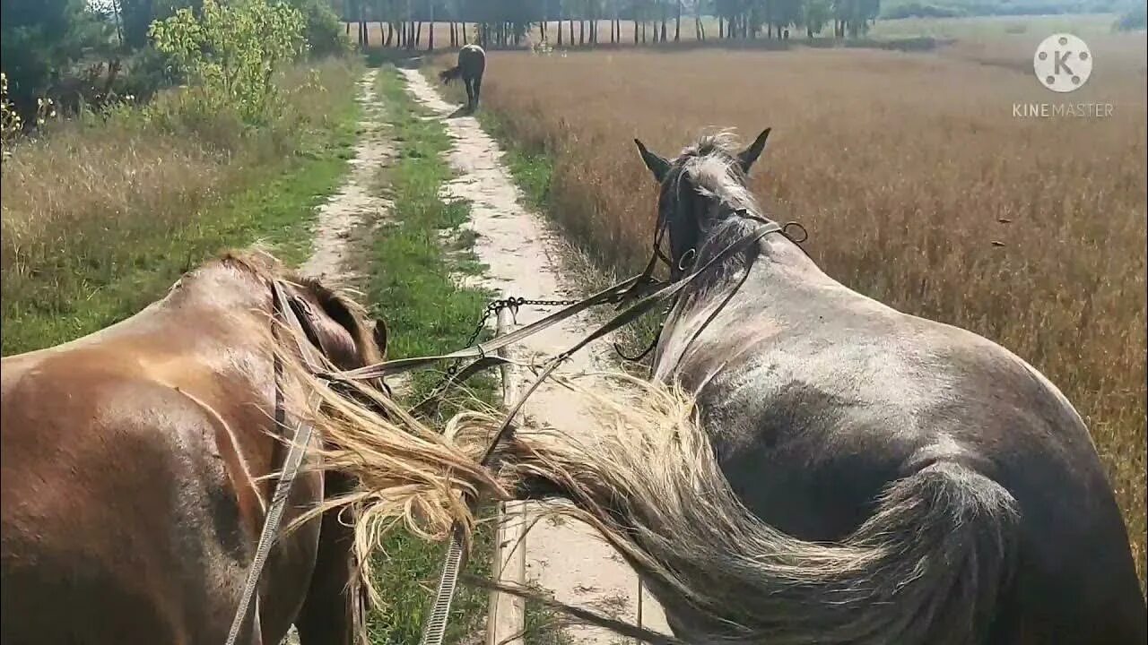 Он выбрался из окружения с полтораста лошадьми. Работы связанные с лошадьми. Ипповенция лошади это. Гужевая лошадь зад.