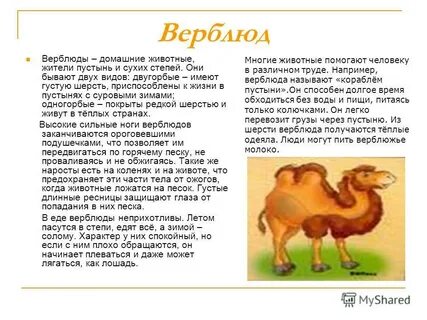Верблюд это какое животное