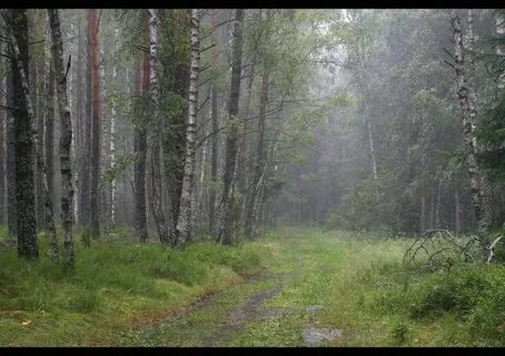 Какая погода в лесе