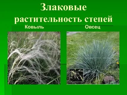 Злаковые степи