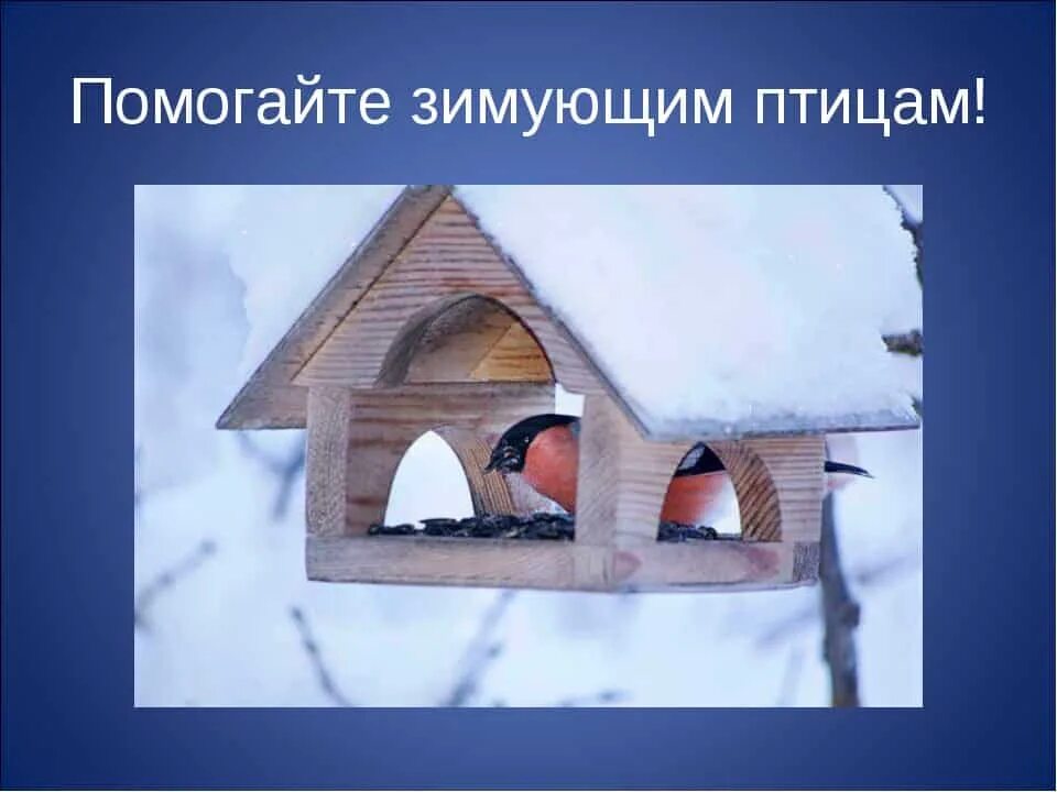 Как спасти животных зимой. Поможем птицам зимой. поможем зимующим птицам. проект помощь птицам. спасем птиц зимой.