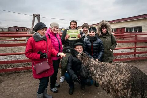 Страусиная ферма браво чувашская отзывы