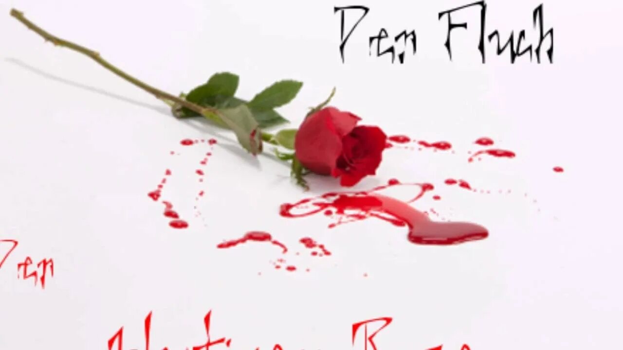 Капли крови на белой Розе. Кровавые цветы 224