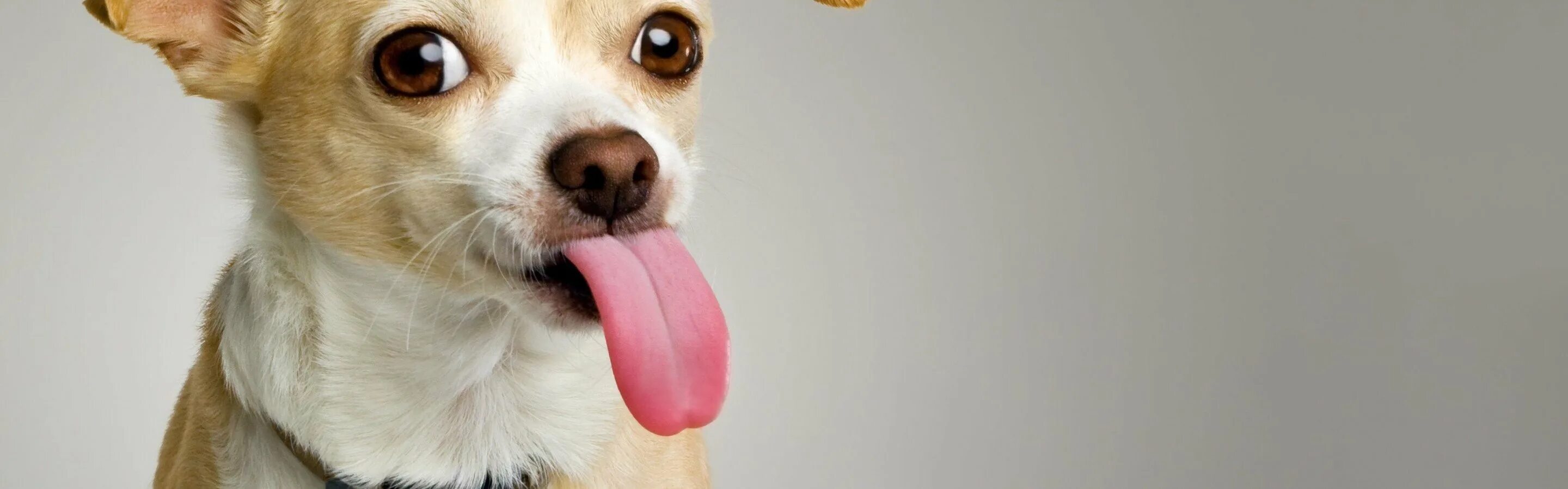 Собака с высунутым языком. Смешные собаки. Фото собаки с высунутым языком. Смешная собака на белом фоне.