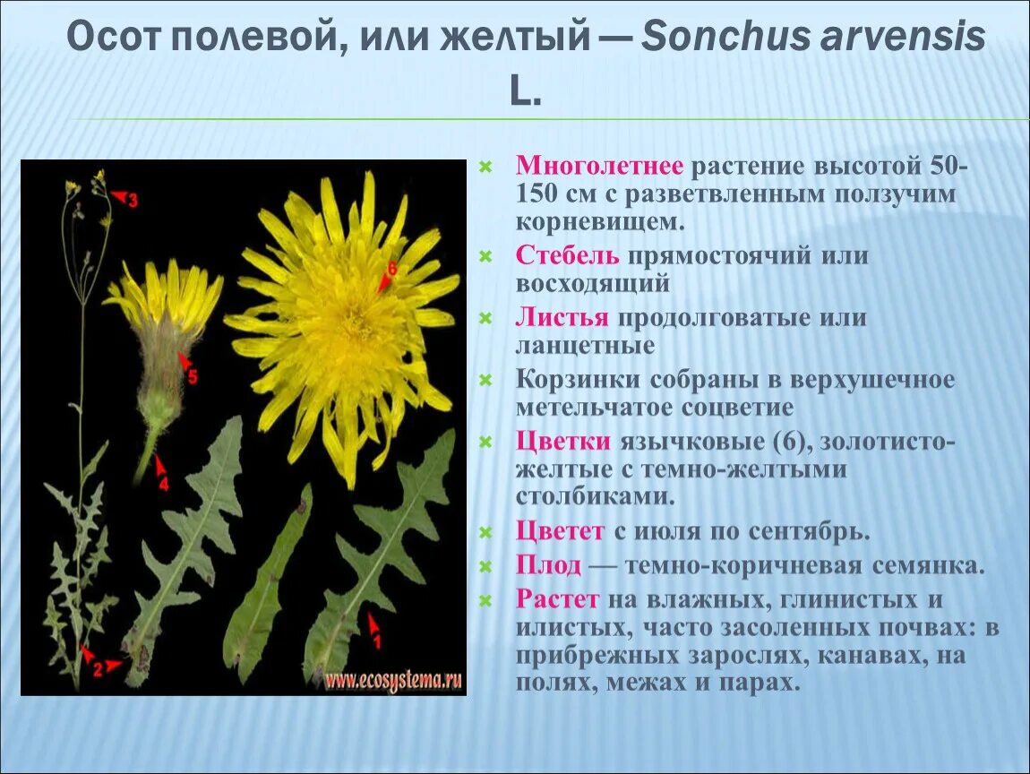 Бодяк полевой покрытосеменные. Осот полевой, семейство сложноцветных. Осот полевой (Sonchus arvensis),. Осот полевой однодольное или двудольное. Семейство Сложноцветные Бодяк полевой.