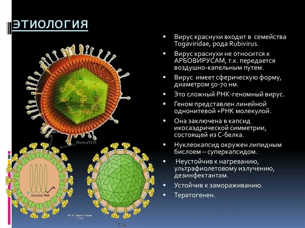 К рнк вирусам относятся вирусы. Вирус краснухи семейство и род. Тогавирусы вирус краснухи. Семейство Togaviridae, род Rubivirus. Rubella virus - вирус краснухи.