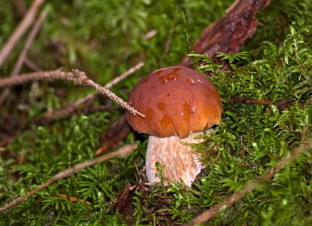 Съедобные грибы кроссворд. Грибы семь букв. Гриб 7 букв. Подъеловик гриб. Горчак, ложный белый гриб.