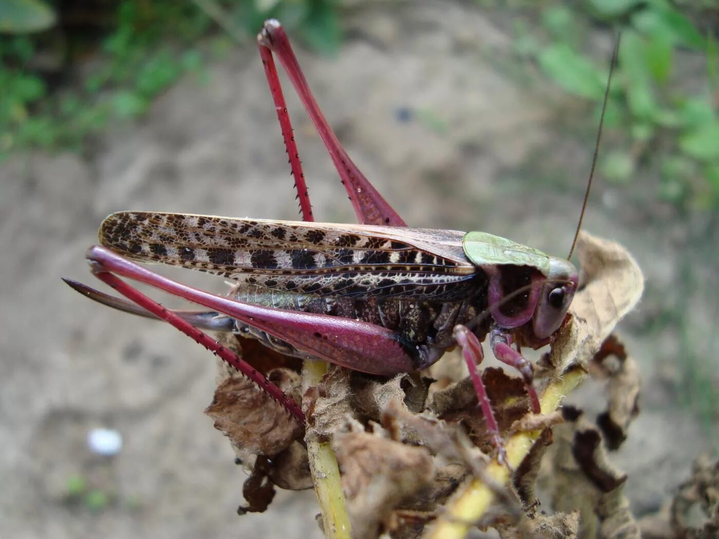 жизнь чай чудо щука шить саранча