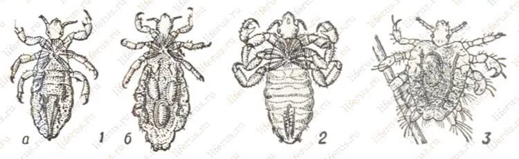 Самка головной вши рисунок