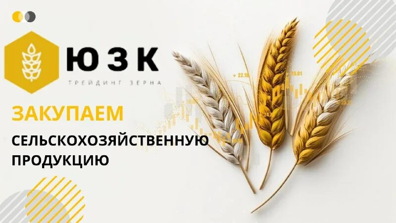 закупаем сельскохозяйственную продукцию. экспорт сельскохозяйственной продукции. закупаем сельскохозяйственную продукцию. сельское хозяйство. сельскохозяйственная промышленность.
