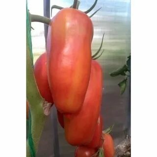 Томаты кировской селекции для теплиц лучшие сорта