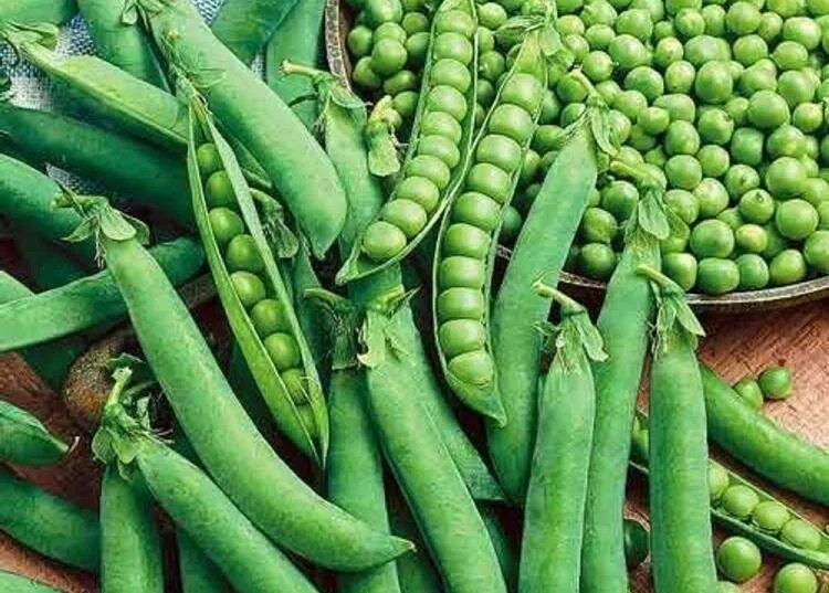 Горох триумф овощной. Горох сорта. Горох шугар флеш. Горох "амброзия". Премиум сорт гороха.