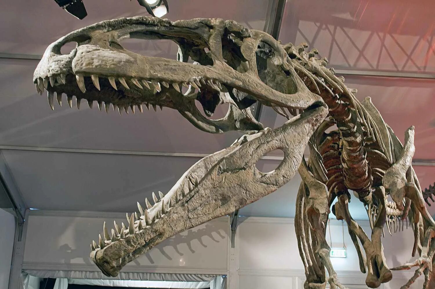 Гигантозавр скелет. Giganotosaurus carolinii. Гигантозавр хищник. Кархародонтозавр скелет. Большой динозавр хищник