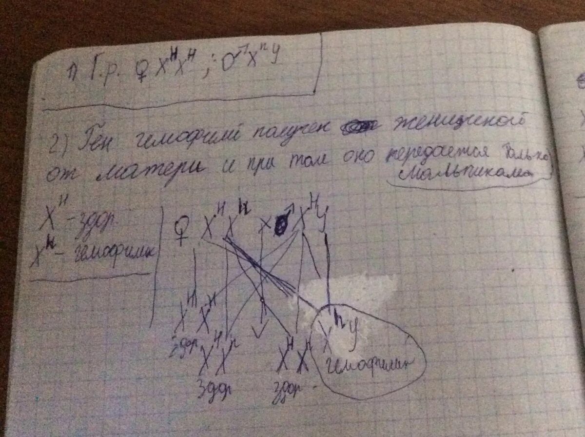 Задача на гемофилию с решением. Мужчина гемофилик женится на здоровой. Мужчина болеющий гемофилией женился на здоровой женщине. Муж гемофилик жена здоровая. В брак вступили мужчина больной гемофилией