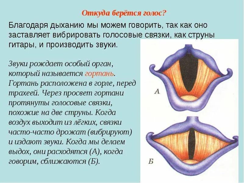 Голосовые связки картинка. Голосовые связки и дыхание. Откуда взялся звук