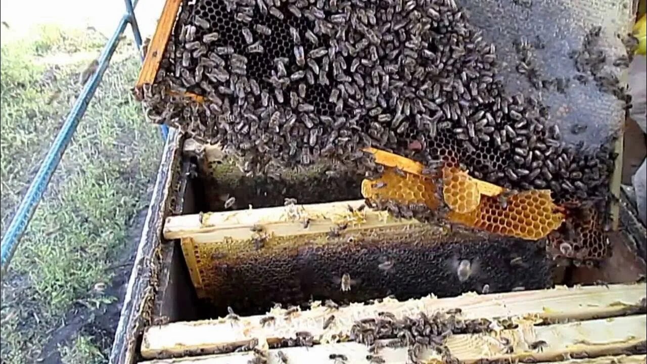 Пчелы после зимовки что делать. Пчелиное гнездо. Гнездо пчел в зиму. Микроклимат пчелиного гнезда. Как зимуют пчелы.