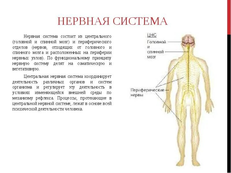 Нервная система состоит из головного мозга спинного мозга нервов. Центральная нервная система состоит из спинного и головного. Основные понятия Центральная нервная система головной и спинной мозг. Нервная система состоит из центрального и периферического отдела..