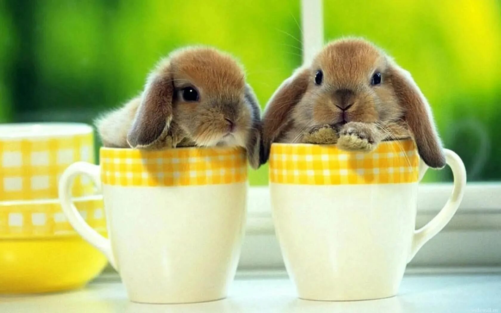 Отличного дня милому. Доброе утро кролик. Картинки с добрым. Животные в чашке. Кролик открытка.