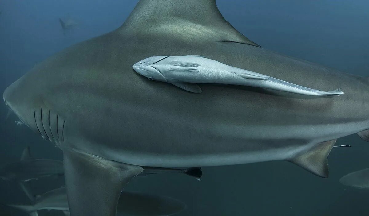 Симбиоз акулы и рыбы прилипалы. Акулья Ремора (Remora Remora). Рыба прилипала. Ремора рыба прилипала. Рыбы прилипалы и акулы.