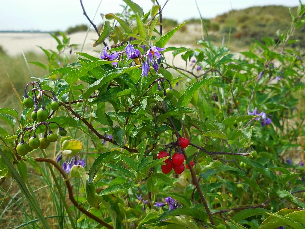 Паслён паслёновые. Паслён сладко-горький. Паслён сладко-горький. Паслён сладко-горькийцветок. ).