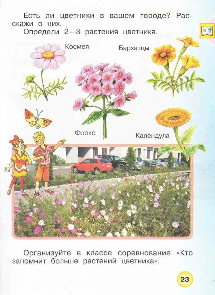 Новости окружающий мир 1 класс. Отметьте растения клумбы. растения клумбы 1 класс. растения цветника 1 класс. растения цветники 1 класс окружающий мир плешаков.