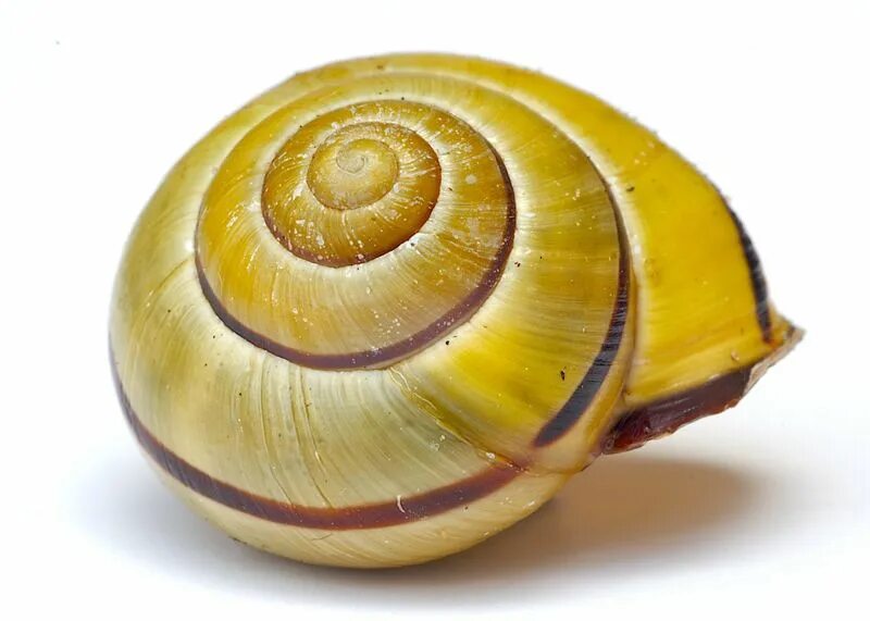 Snail Shell. Snail Shell для волос. Snail Shell pattern. Snail Shell Dust Catcher. Snail natural