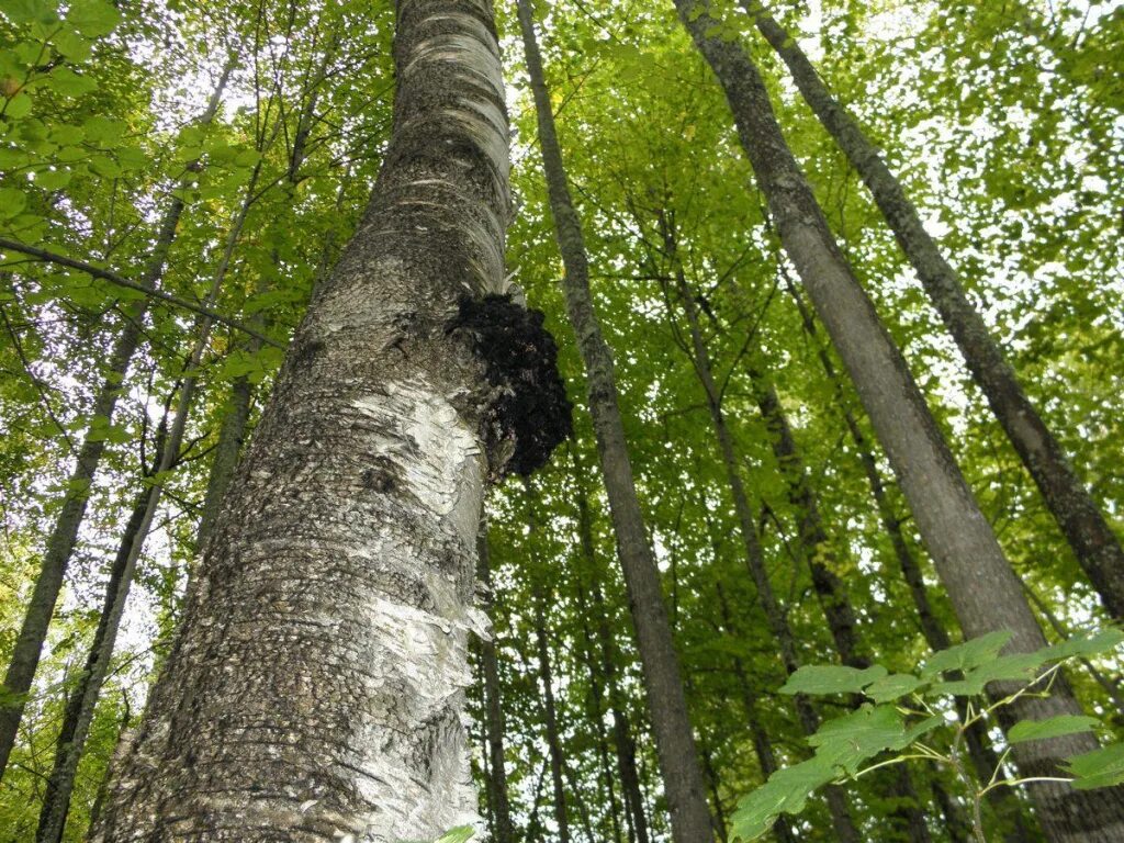 Чага в лесу