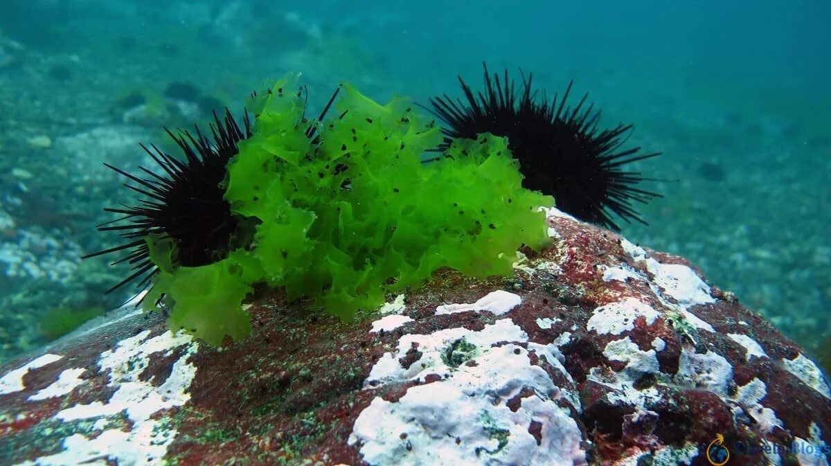 Морской добавить. Морской еж дальневосточный. дальневосточный морской заповедник.трепанг дальневосточный. дальневосточный морской заповедник ежи. дальневосточный морской заповедник водоросли.
