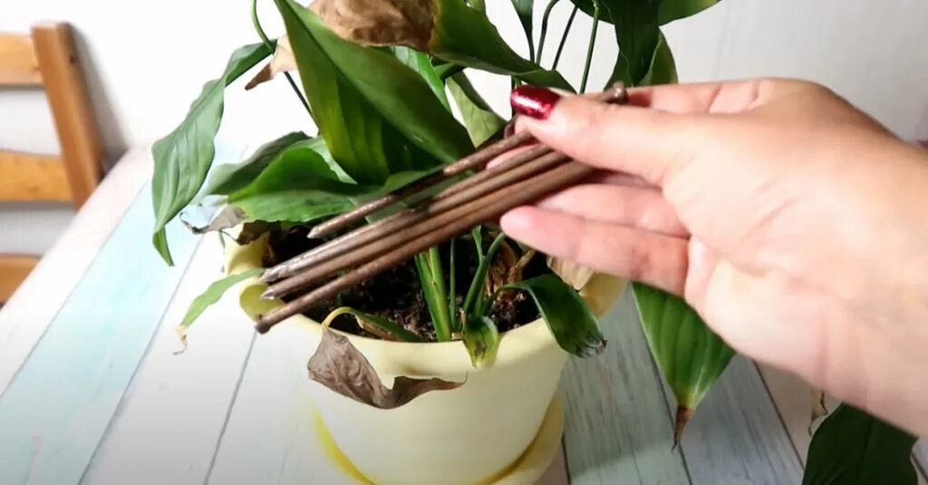 Ржавые гвозди от хлороза. Orchid propagation. Если положить ржавые гвозди в горшок комнатных растений.