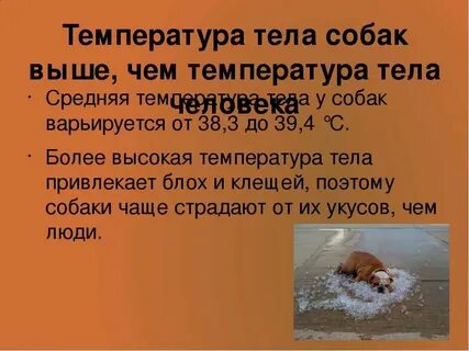 Какая температура у собак чихуахуа