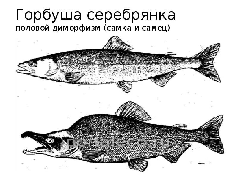 Как отличить самку. Горбуша отличие самца от самки. Горбуша самка и самец. Как отличить горбушу самку от самца. Горбуша самец и самка как отличить.