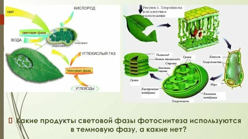 Углекислый газ вода углевод кислород. Хлоропласт фотосинтез ЕГЭ. Фотосинтез в хлоропласте рисунок. Фотосинтез ЕГЭ биология таблица. Темновая фаза фотосинтеза ЕГЭ биология.