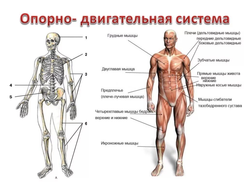 Какие мышцы обеспечивают вертикальное положение тела. Опорно-двигательная система человека строение и функции. строение опорно двигательной системы. строение тела человека опорно-двигательная система. опорно двигательная система органов функции и строение.