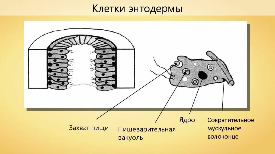 Кожно мускульные клетки. Пищеварительно мускульные клетки энтодермы. Кожно мускульные клетки кишечнополостных. Железистая клетка энтодермы. Железистые клетки энтодермы рисунок.