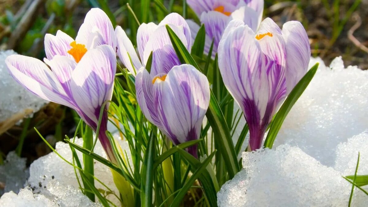 Подснежники эдельвейсы. Galanthus ikariae. Крокусы, пушкиния, сцилла. Виде март. Виде март.