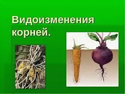 Видоизменения корневой системы растений. Видоизменения корня малины. Батат видоизменение. Изменение корнеплода. Таблица видоизменения корней строение.