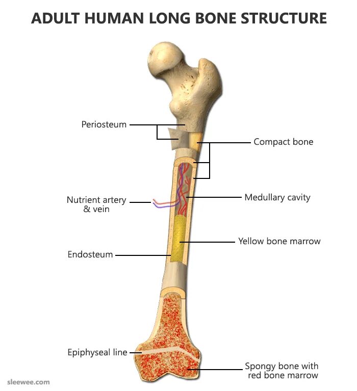 Long bone. Long Bone анатомия. Кости человека. Компактные кости. Компактные кости человека.