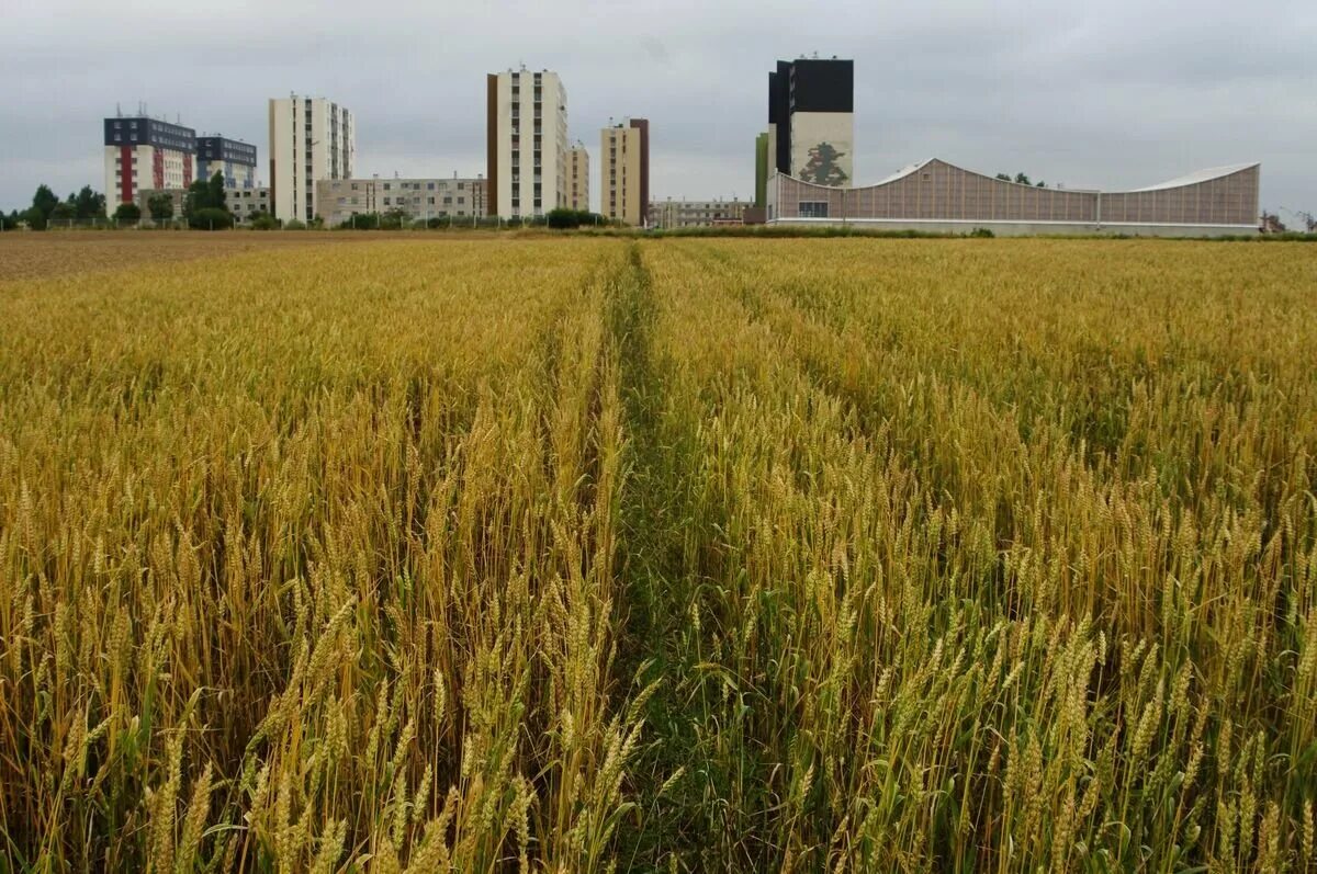 элеватор зерна село россия. заводы пшеницы. зерноперерабатывающий комплекс в краснодарском крае. заводы пшеницы. пшеница завод.