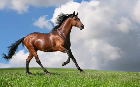 Breathtaking 4K desktop wallpaper of a Horse Running in Nature. 