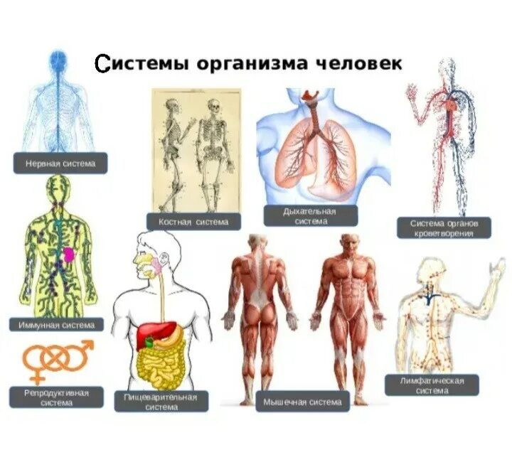 Системы организма. Системы тела человека. Системы человеческого организма. Системы органов организма человека.