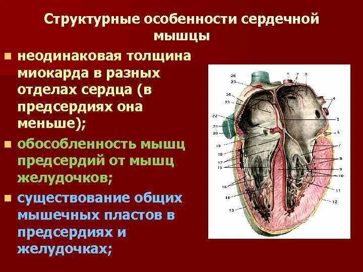 Функциональные особенности сердечной мышцы. Особенности сердечной м. Особенности сердца. Особенности мышцы сердца. Характеристика правого предсердия